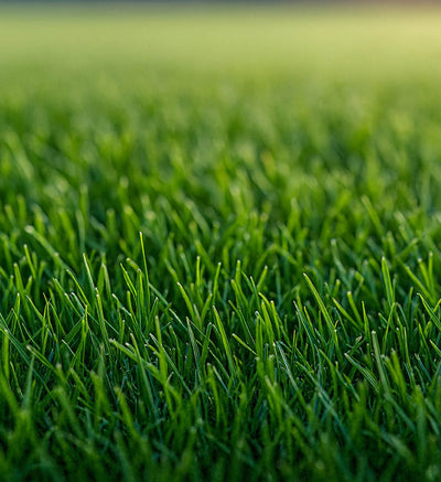 Firm Ground (FG)
