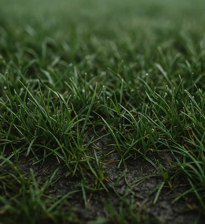 Soft Ground (SG)